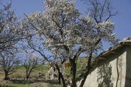 Image du Maroc Professionnelle de  Le linge qui sèche entre les branches d'un amandier à Lemdinates un très beau village situé à 1600 m d’altitude dans le Haut Atlas dans la région d’Amizmiz, dans ce village la malnutrition continue ses ravages dans des proportions inquiétantes, 200 familles, environ y vivent, dont une grande proportion de femmes et d’enfants qui soufrent de la maladie goitre à cause du manque de sel iodé, dans ces contrées lointaines enclavés seulement  à 30 Km dans les montagnes au Sud de Marrakech. Mardi 14 Mars 2006. (Photo / Abdeljalil Bounhar) 